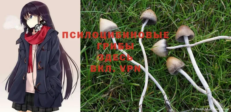 дарк нет телеграм  Дагестанские Огни  Галлюциногенные грибы Psilocybe  купить наркотик  omg маркетплейс 